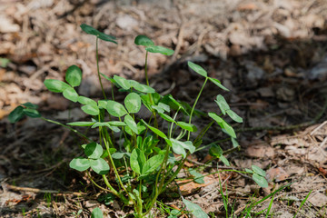Small grass on the ground in the forest, grass texture