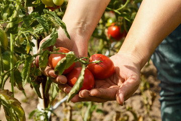 Tomatoes. Picking tomatoes in a garden garden. Garden with a harvest of tomatoes. Fresh vegetables....