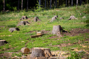 Chopped forest, tree trunk