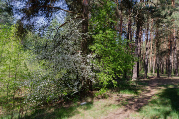 Forest against the blue sky, sunny weather