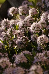 Obraz premium Pink Flowers