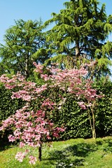 Tree, flowers, grass, natural background