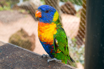 oiseau