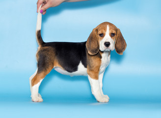 beagle puppy stands sideways