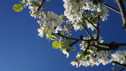 Apfelbaum in Blüte, Blüten im Frühling in Hamburg