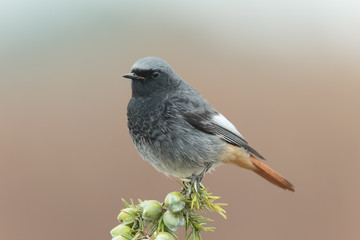 Blackredstart male