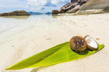 Coconut in the Seychelles