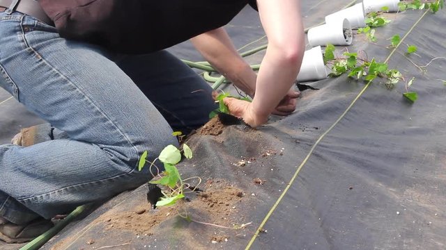 Farm worker preparing and transplanting organic new cubios plants using a black plastic  Tropaeolum tuberosum no audio 