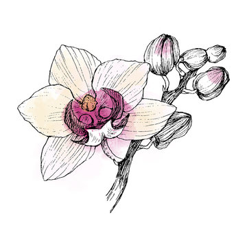 Hand drawn black outline orchid on a white background isolated. Highly detailed illustration with watercolor. Beautiful exotic flower. Cymbidium for your logo, composition, design.