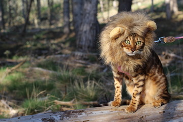 Fototapeta premium Zabawny kot pręgowany z peruką w stylu lwa