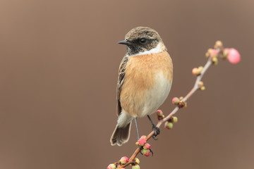 Stonechat male 0005