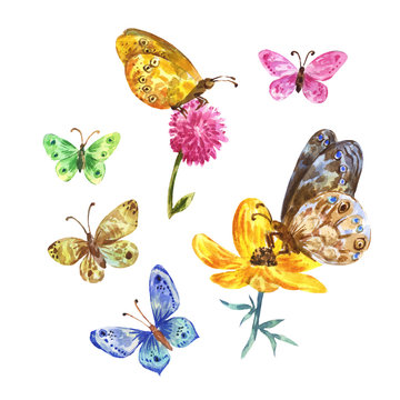 Watercolor butterflies illustration
