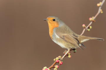 Fototapeta premium Robin 0001