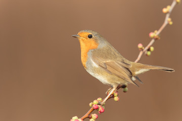 Robin 0002