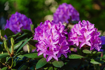 Beautiful pink azalea flowers