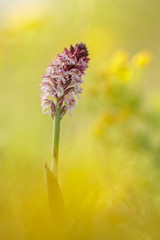 Brand-Knabenkraut (Neotinea ustulata - Burnt-tip orchid