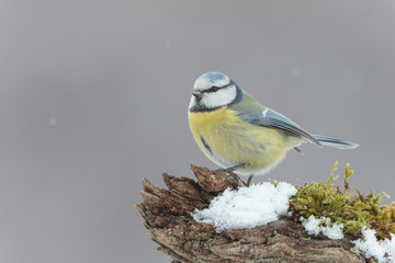 Blue tit