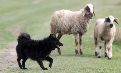 Black sheepdog Pulin with a lot sheep in work.
