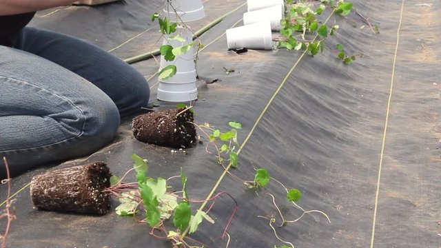 Farm worker preparing and transplanting organic new cubios plants using a black plastic  Tropaeolum tuberosum no audio 