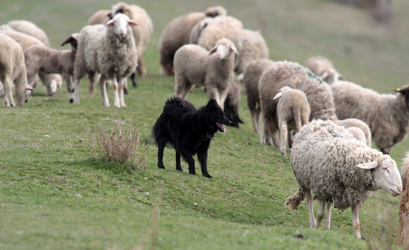 Black sheepdog Pulin with a lot sheep in work.