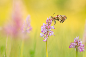 Helm-Knabenkraut - Orchis militaris - Military orchid   Südlicher Osterluzeifalter - Zerynthia polyxena - Southern festoon