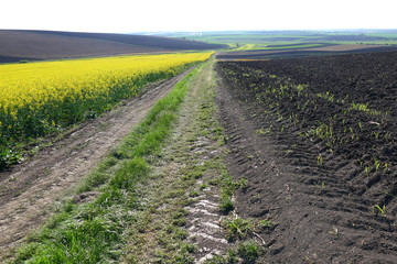 Dirt road between rape and maize levels.