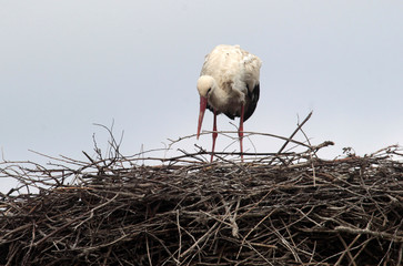 One withe Stork, Ciconia ciconia, building a nest