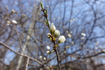 Opening flower and vegetative buds of cherry plum