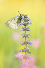 Parnassius mnemosyne - Schwarzer Apollo - Clouded Apollo