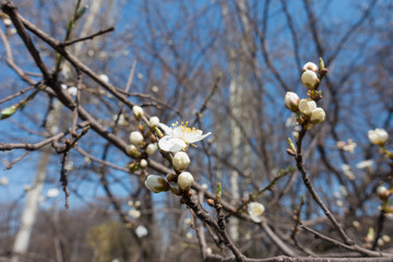 Flower and closed buds of cherry plum