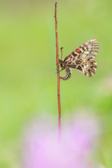 Südlicher Osterluzeifalter - Zerynthia polyxena - Southern festoon