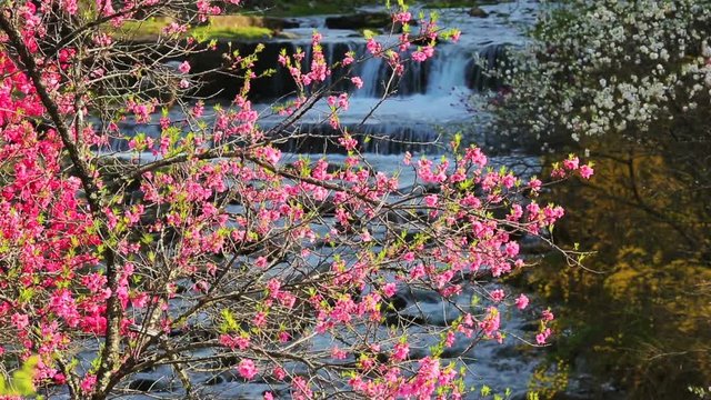 Branches with peach blossoms swing in the wind against the backdrop of a mountain river.