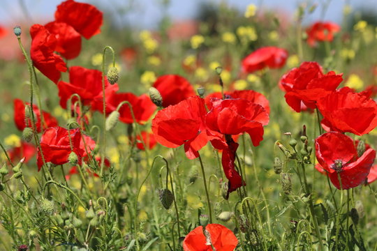     Beautiful Red poppies in field 