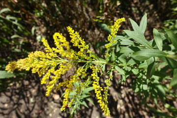 Numerous yellow flowerheads of goldenrod grouped in complex compound inflorescences