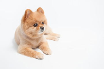 Fototapeta na wymiar Pomeranian dog portrait