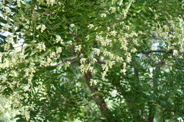 Fototapeta na wymiar Branches of Japanese pagoda tree in flower