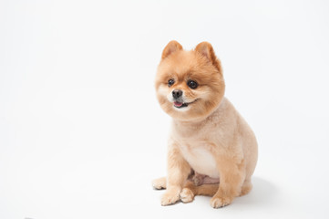 Pomeranian dog portrait