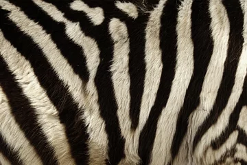 Poster Zebra stripes for background © Marek