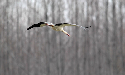 Single white stork ciconia ciconia flying.