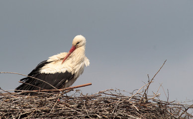 Single white stork ciconia ciconia in the nest.
