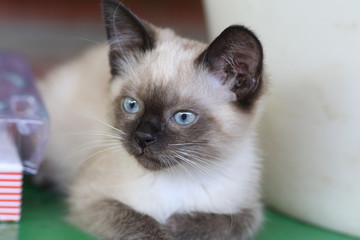 Kitten, who is studying the world around himself...