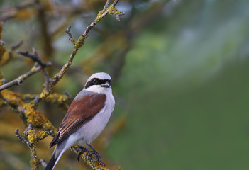 Portrait of a Shrike, which is sitting on a branch