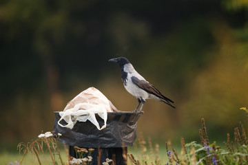 Fototapeta premium Moscow, Russia. Botanical garden. A crow is sitting on a trash can in the Park. Steam comes out of the mouth