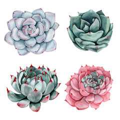 Watercolor succulent flower set. Isolated on white background.