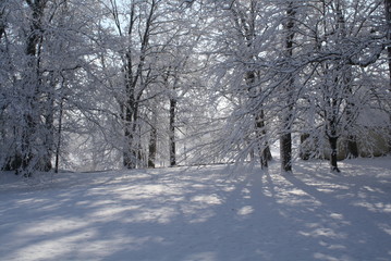 Kentucky Winter Trees 106