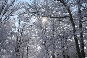 Fototapeta premium Kentucky Winter Trees 105
