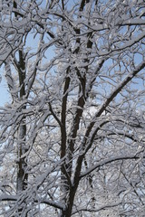 Kentucky Trees in Winter 100
