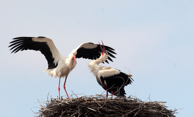 Couple of white storks (ciconia ciconia) in the nest.