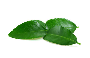 Kaffir lime leaf isolated on white background