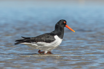 Austernfischer an der ostseeküste
